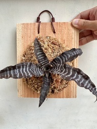 【黑虎斑絨葉鳳梨】開幕送禮 上板植物 居家植物 禮物 觀葉植物