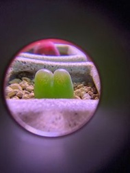 毛漢尼肉錐 迷你多肉植物