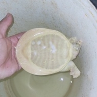 bulus labi labi albino keputihan 12cm