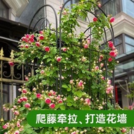 ST&amp;💘Outdoor Pastoral Wrought Iron Flower Lattice Rose Rose Moon Park Fence Flower Stand Indoor Plant Support Climbing Fr