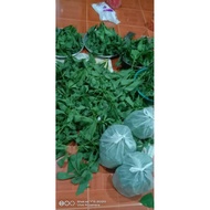 TAPAI BERAS PULUT DAUN GETAH