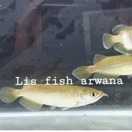 Aquascape | ikan arwana jardini Arwan irian Red Pearl
