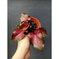 Red Caladium Bicolor 彩叶芋
