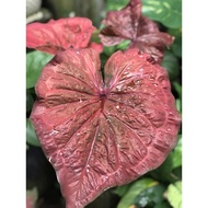 Caladium Thai Hybrid