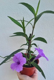 Pink, Purple &amp; White Wild Petunia (Ruellia) - Mexican Petunia - Bunga Ruellia - Bunga Hidup - Live Plant Flower - Petunia Flower - Bunga Petunia