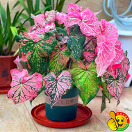 ปลูกง่าย ปลูกได้ทั่วไทย (100 เมล็ด/ซอง) Assorted Colors Caladium Seeds Thailand Caladium Flower Seed