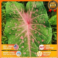 CALADIUM SUMMER PINK