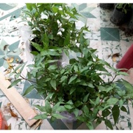 Pot of Vietnamese coriander plant