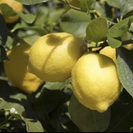 Berkualitas Bibit Tanaman Buah Jeruk Lemon California Sudah Berbuah //