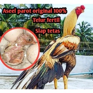 telur ayam bangkok aseel parot original