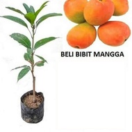 Bibit Mangga Gedong Gincu Pohon Mangga Bibit Buah Mangga Gedong Gincu