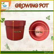 ◬ ☢ § PECHAY BAGUIO GROWING KIT - READY TO USE/COMPLETE PACKAGE/POT/SOIL/SEEDS/MANUAL/LABEL STICK