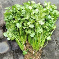 Daun ketumbar/wansuy/caliandre 100 gr fresh