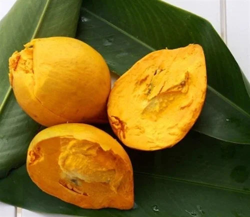 chậu cây Le ki ma Thái Lan cây ghép nhanh quả.cao 80-100cm