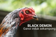 ayam KHOYGON, Pakhoy Brutal x Ganoi