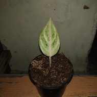 aglaonema goliath/bibit tanaman aglonema goliat