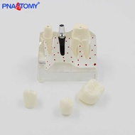 LY Transparent Detachable 4 Times Denture Repair Bridge Dental Crown Implant Dental Commentary M