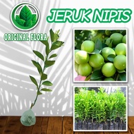 Bibit Jeruk Nipis Bibit Jeruk Nipis Original Flora Pohon Jeruk