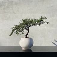 小品盆栽-日本 天皇梅 稀有