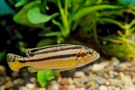 ikan hias siklid cichlid niasa