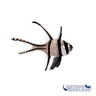 Ikan Hias Laut Capungan Ambon