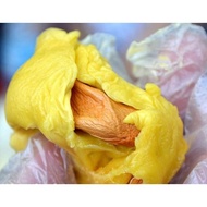 Pokok Durian Musang king hybrid 2-3 kaki