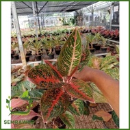 PROMO AGLONEMA !!! Aglaonema Adelia Terjangkau