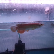 [READY] ikan arwana Golden Red