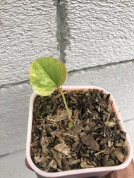 anthurium brownii variegata / anthurium corong variegata