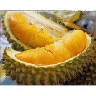 MM- Anak Pokok Durian Duri Hitam – Ochee (Black Thorn) Kahwin saiz M ( polibeg 10X12 inci) anak benih tanaman