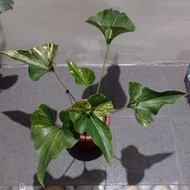 anthurium corong / brownii variegata 6 daun medium - 1in