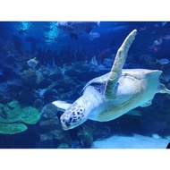 [BELI 2 RM2 OFF] Aquaria KLCC Ticket Kuala Lumpur