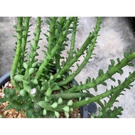 Euphorbia Jack's Beans (Euphorbia Bisellenbeckii) Freshly Cut
