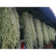 Janggut adam/air plant/Spanish moss