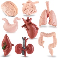8 PCS Organ Tubuh Manusia Mainan Montessori Anak Simulasi Organ Tubuh Anatomi Manusia Mainan Edukasi