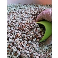 Peace's Succulents Cactus Premium Potting Mixed-Succulents/Cactus