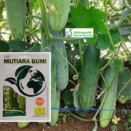 Benih Mentimun Ketimun Calista F1 Cap Mutiara Bumi Tahan Virus Gemini Bumi Buah Hijau Tua Isi 200 Bu