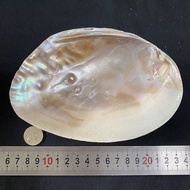 เปลือกหอยมุกขัดเงา POLISHED PEARL SHELL สำหรับผลไม้หรือจานอาหาร 16-18cm