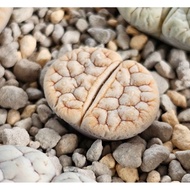 Lithops Gracilidelineata C189A/C374A/C373A/C261A 优选荒玉拿铁latte succulent plant