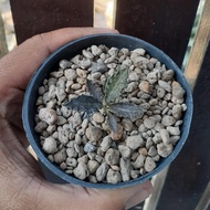 Euphorbia tulearensis seedgrow bercabang