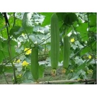 Luffa Sponge Gourd Seeds (Luffa Aegyptiaca)