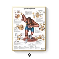 Muscular System Anatomical Poster Muscle Anatomy Chart Anatomical Chart Human Body Educational for H