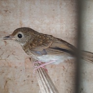 Burung Srdc Ori Bali Trotolan Jantan