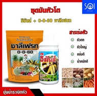 ชุดระเบิดหัว ( ธีมันส์ 1ลิตร+ปุ๋ยเกร็ด 0-0-60ชาลีเฟรท บรรจุ 1กก.) เซ็ตสุดคุ้ม ระเบิดหัวมัน หัวใหญ่ ใช้ได้กับพืชตระกูลหัว