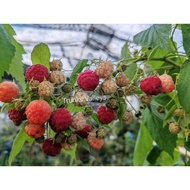 Anak Pokok Raspberry  F1