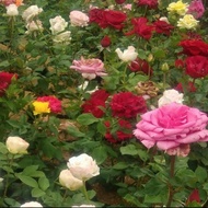 Tanaman hias bunga mawar - bunga mawar