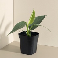 Silver Sword 銀葉蔓綠絨