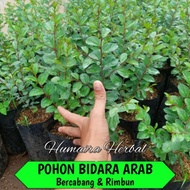 HEMAT ! POHON BIDARA ARAB ASLI HIDUP RIMBUN TINGGI 30-40CM ORIGINAL