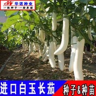 蔬菜種子 種籽四季種植白色長茄子綠柄白杭茄種籽進口白玉長茄種子 種籽種苗hn