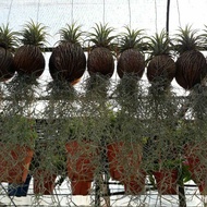 💥Pokok Janggut Adam💥